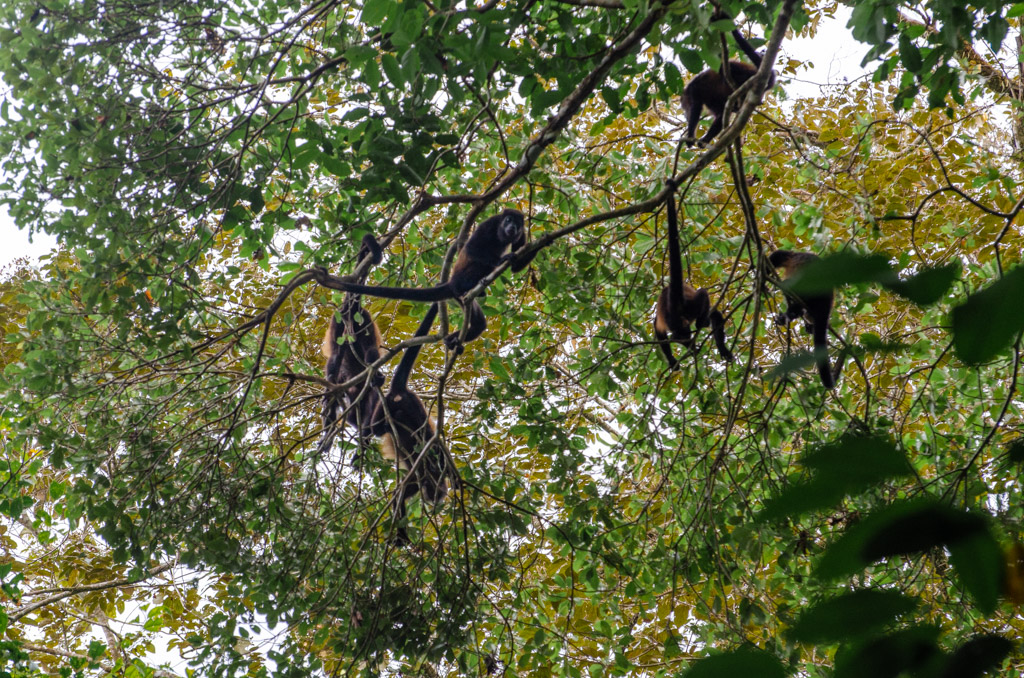 Group of Howler Monkeys on trees in Corcovado National Park, Costa Rica.
