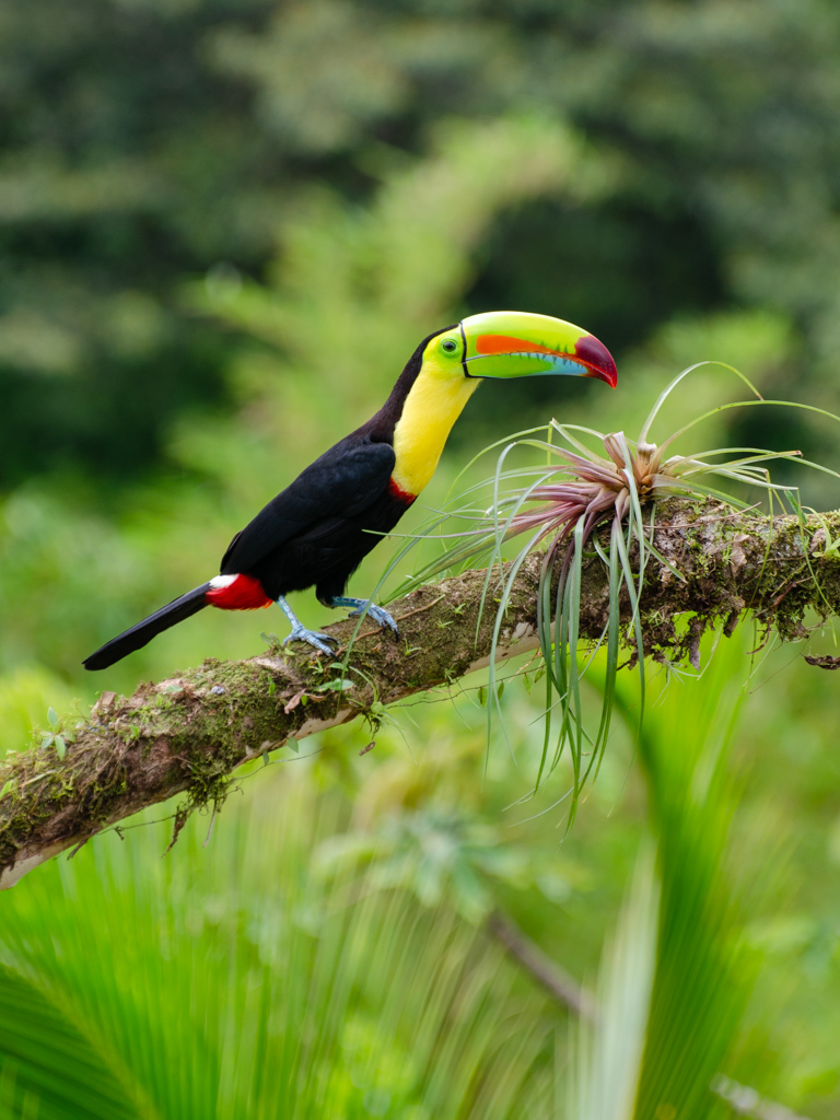 A Keel-billed Toucan sitting on a branch, as seen from La Laguna del Lagarto Lodge, Boca Tapada, Costa Rica.
