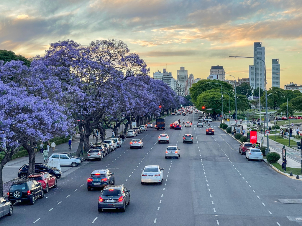 A road with moving traffic with trees full of purple flowers and parks beside the road in Buenos Aires, Argentina.