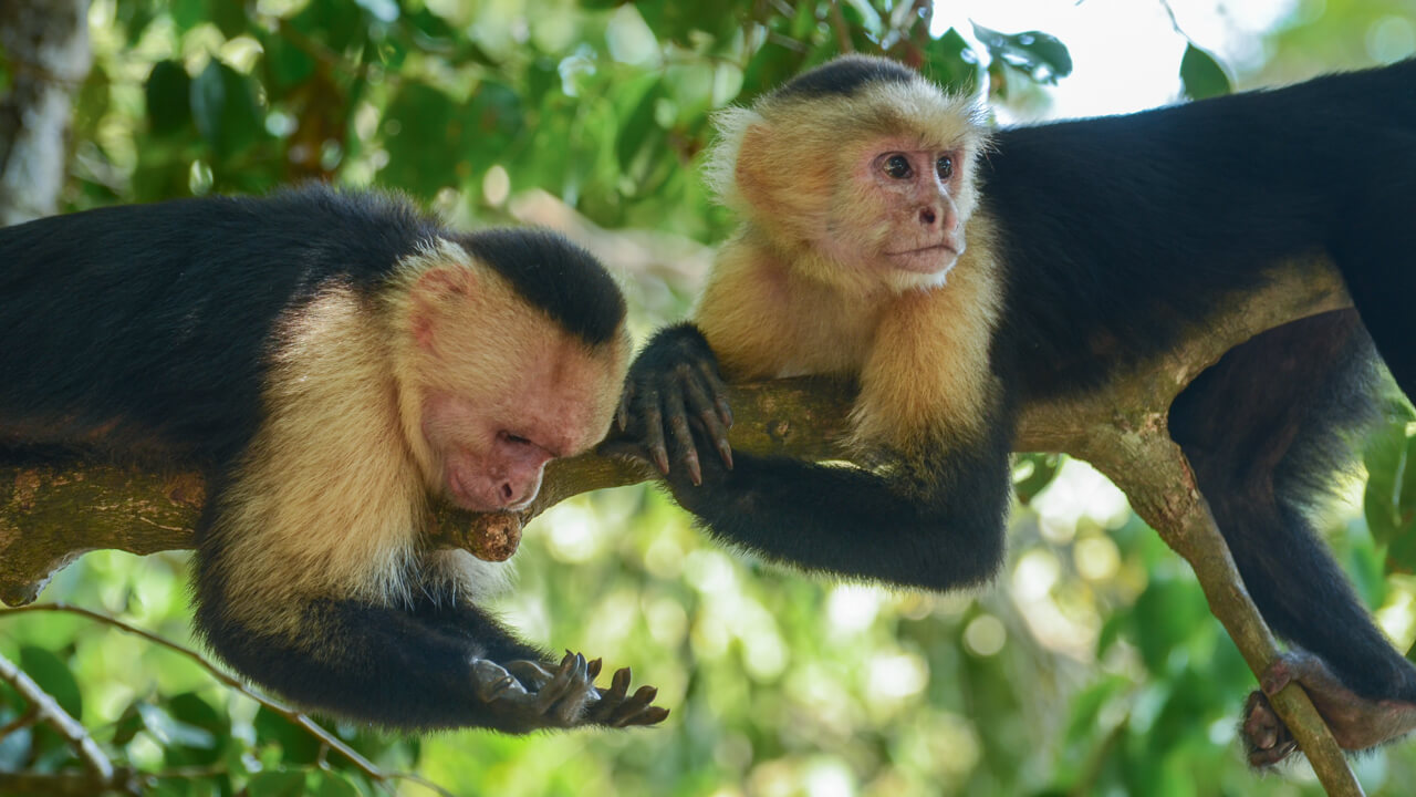 Two capuchin monkeys in Manuel Antonio, Costa Rica.