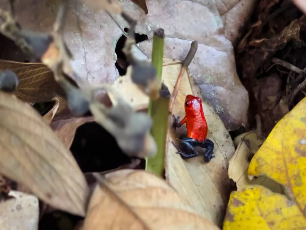 Strawberry Poison Dart Frog spotted on a morning walk, exploring the grounds and trails at Los Lagos Hotel.