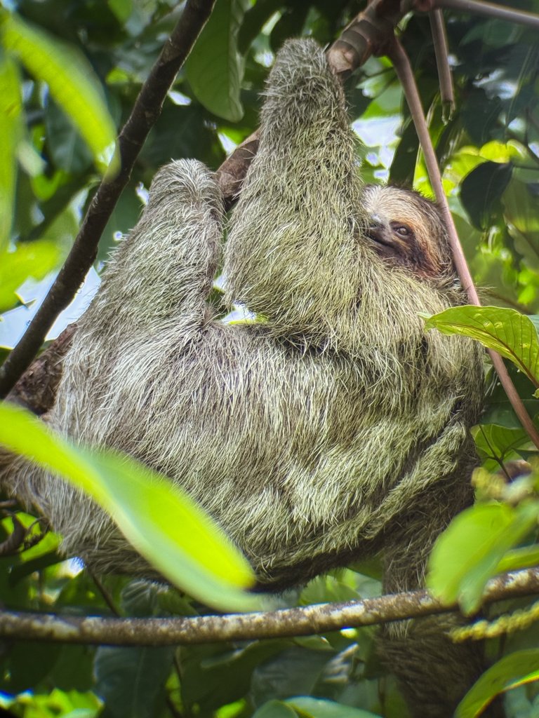 A sloth hanging from a cecropia tree in La Fortuna at the Las Mariolas Trail near the town.
